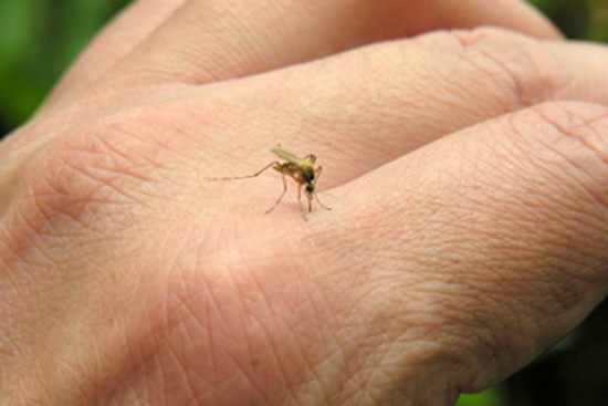 Picture of West Nile Virus (PC Only)