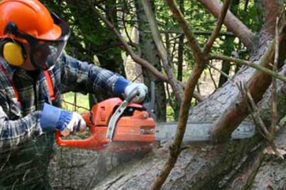 Picture of Logging & Chainsaw Safety (US)