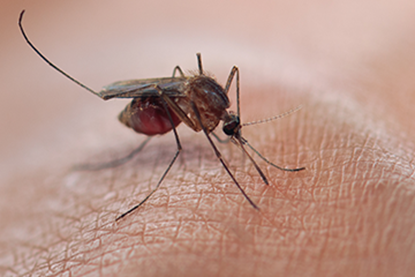 Picture of Vector-Borne Disease Awareness: Mosquitoes, Ticks and Other Pests