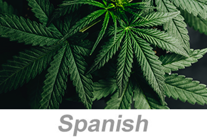 Picture of Cannabis Awareness (Spanish)