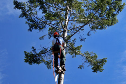 Picture of Tree Trimming Safety (US)