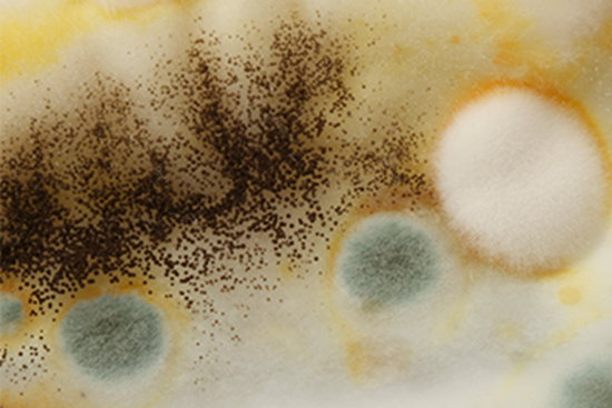 Picture of Facility Safety: Mold Awareness and Prevention